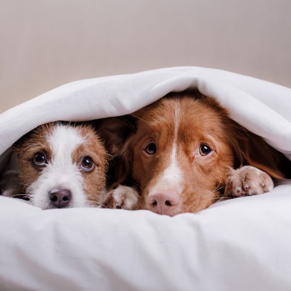 two small dogs on a bed huddled under a blanket