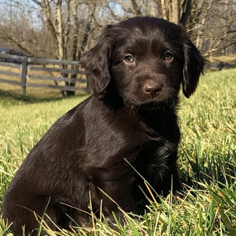 Boykin Spaniel Puppies for Sale Greenfield Puppies
