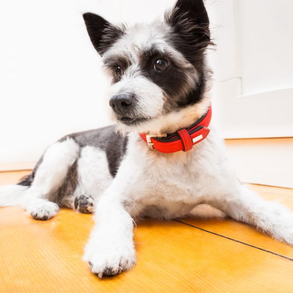 black and white terrer dog wearing a red dog collar and lying down