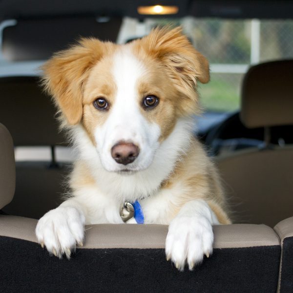 brown and white border collie in car