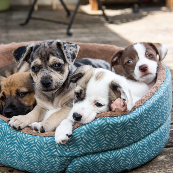 litter of terrier mix puppies in a blue dog bed