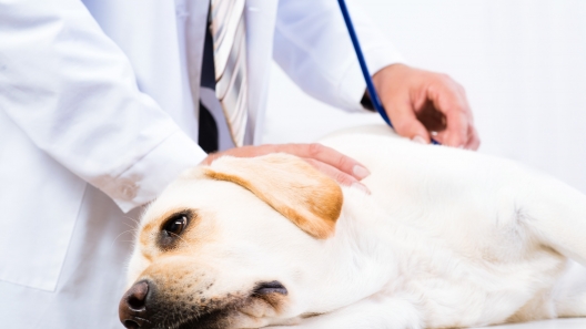 What You Need to Know About Cushing’s Disease in Dogs