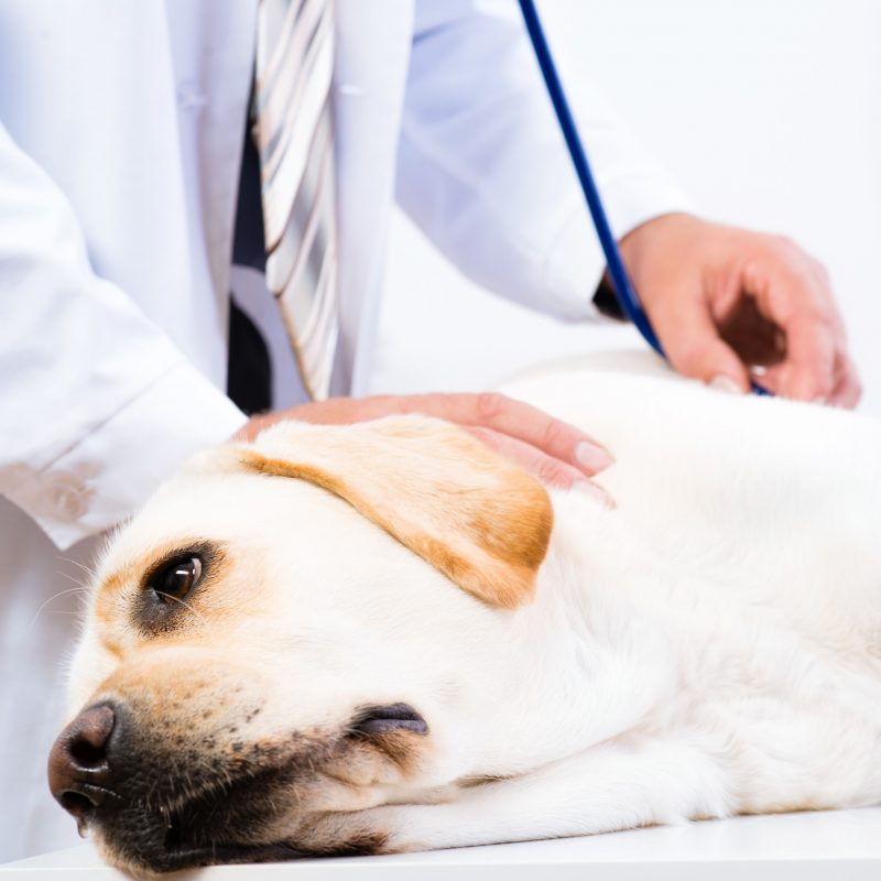 What You Need to Know About Cushing's Disease in Dogs GFP