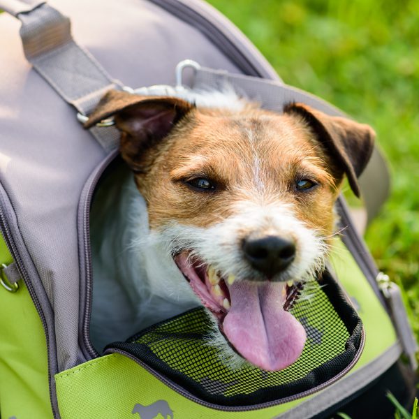 small terrier peeking out of a soft-sided dog carrier