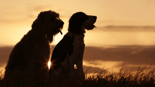 12 Safety Tips for Walking Your Dog in the Dark