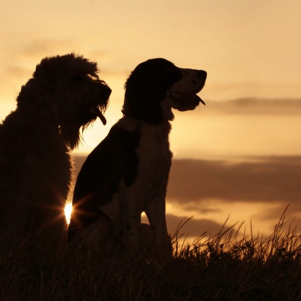 two dogs at sunset