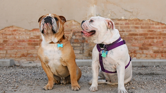 Dog Collar vs Dog Harness – Which is Better for Your Dog?