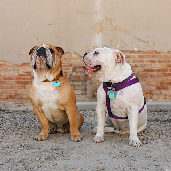 two english bulldogs sitting in front of a building