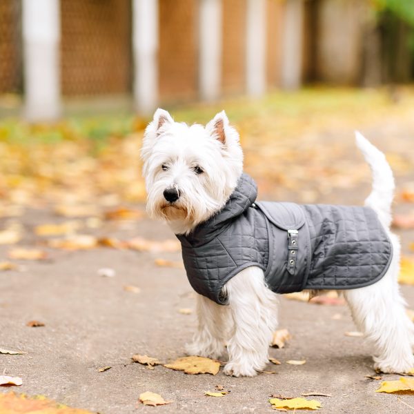 west highland terrier standing outside wearing a dog coat
