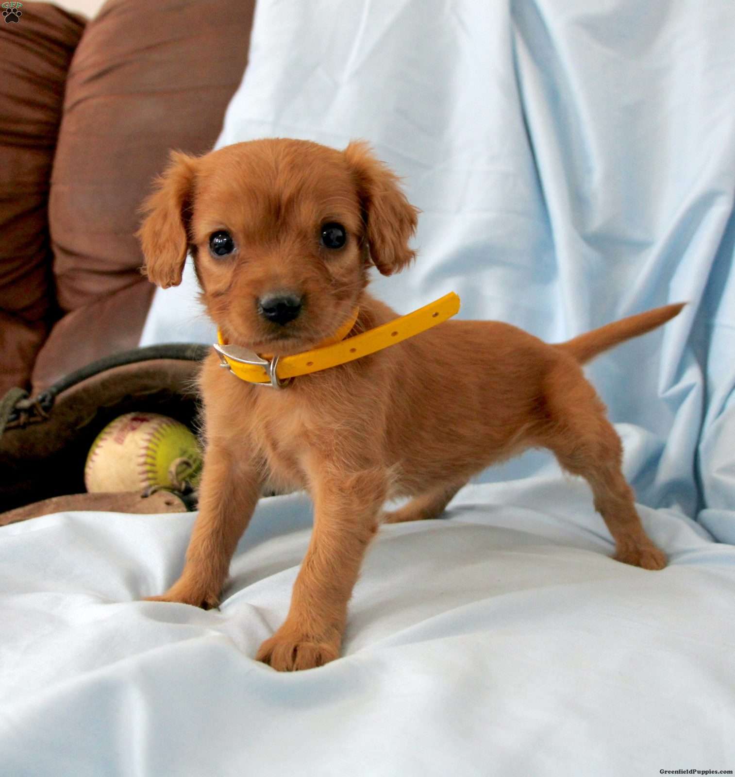 Golden best sale terrier puppy