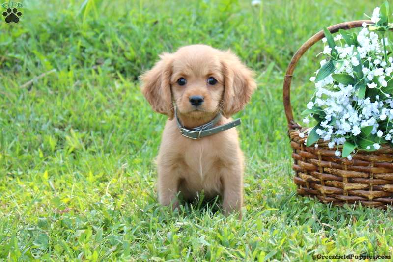 Golden Retriever Puppies for Sale | Greenfield