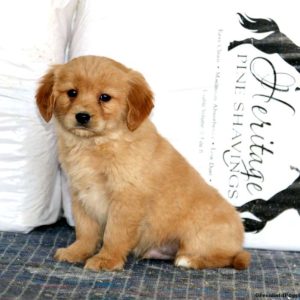 Golden Retriever-Mini