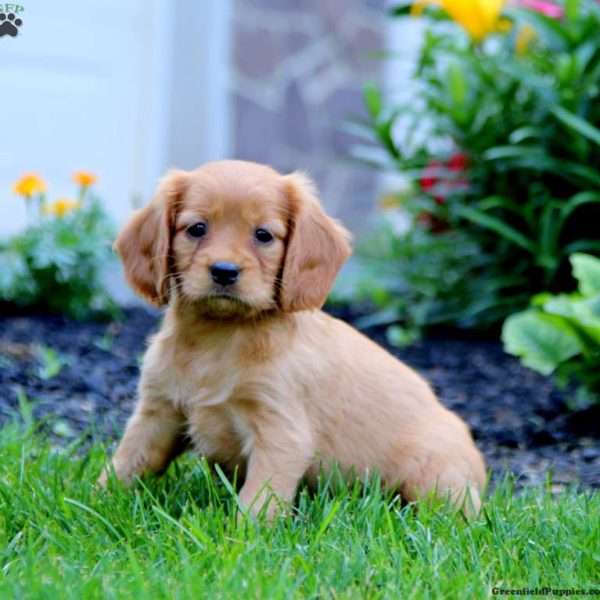 Miniature Golden Retriever