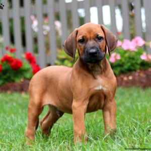 Rhodesian Ridgeback