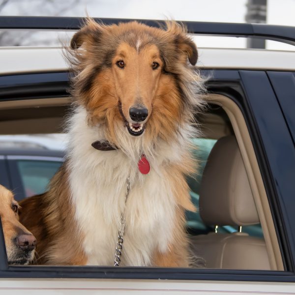 collie looking out of car window