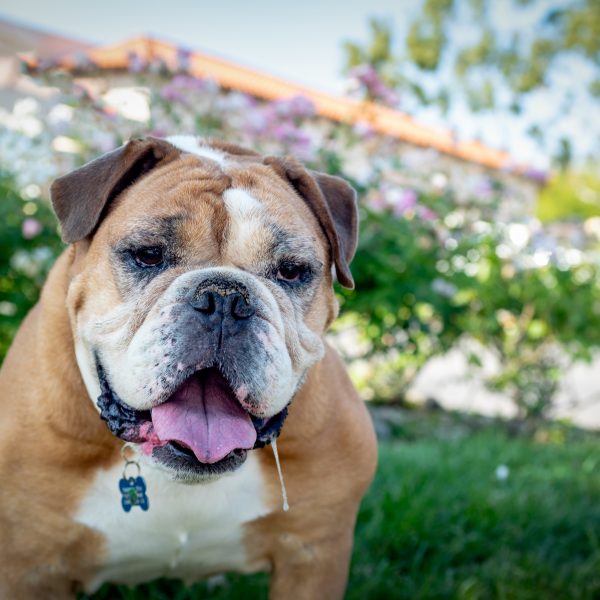 happy english bulldog drooling while sitting outside