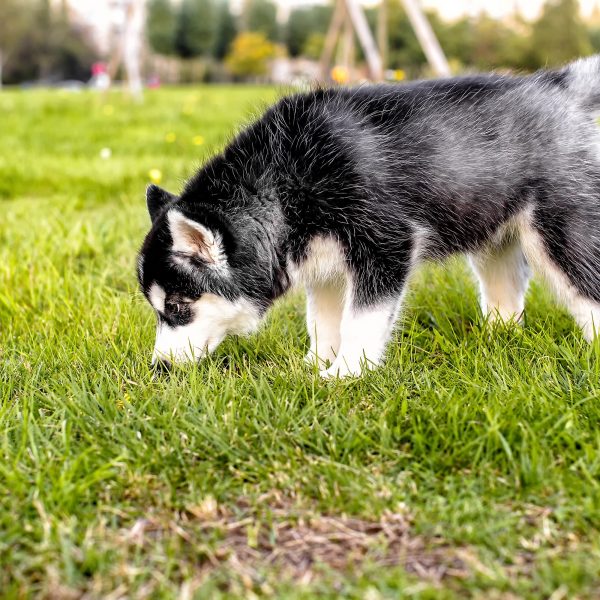 husky puppy sniffing in grass