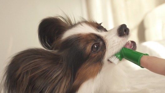 What You Should Know About Gum Disease in Dogs