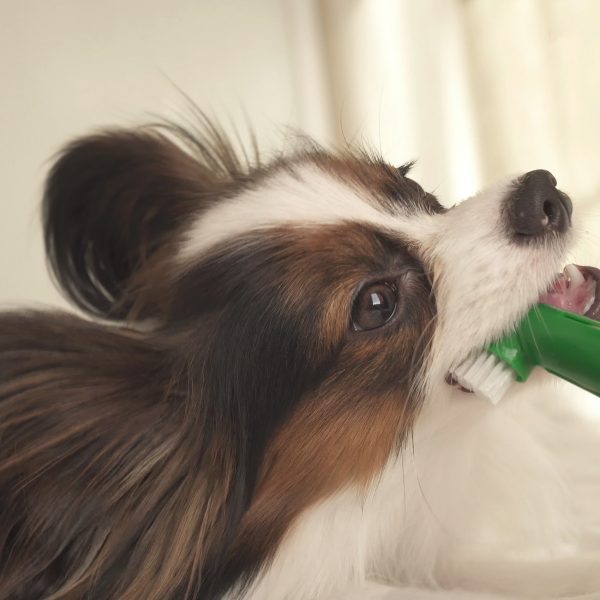 papillon puppy cleaning teeth on a dog toothbrush