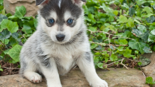 4 Facts About Pomskies