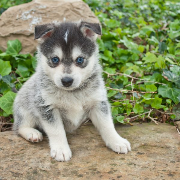 Do pomsky hot sale dogs shed