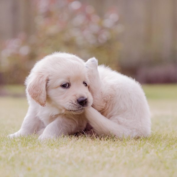 puppy biting its tail