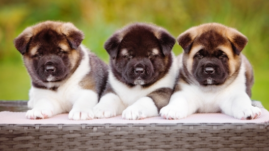 7 Facts About Akitas