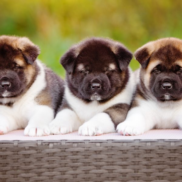 three akita puppies