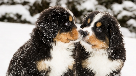 6 Tips to Get Your Dog Ready for Winter