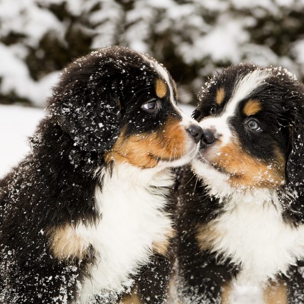 two bernese mountain dog puppies in the snow