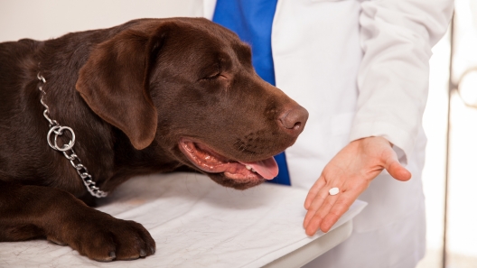 6 Tips for Giving Your Dog Medication