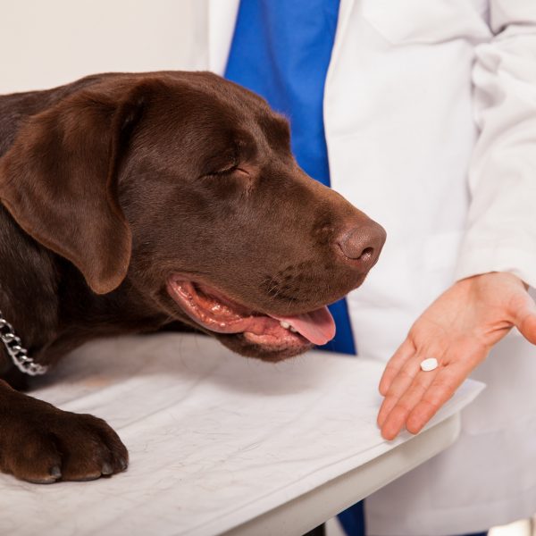 veterinarian offering pill to a chocolate lab