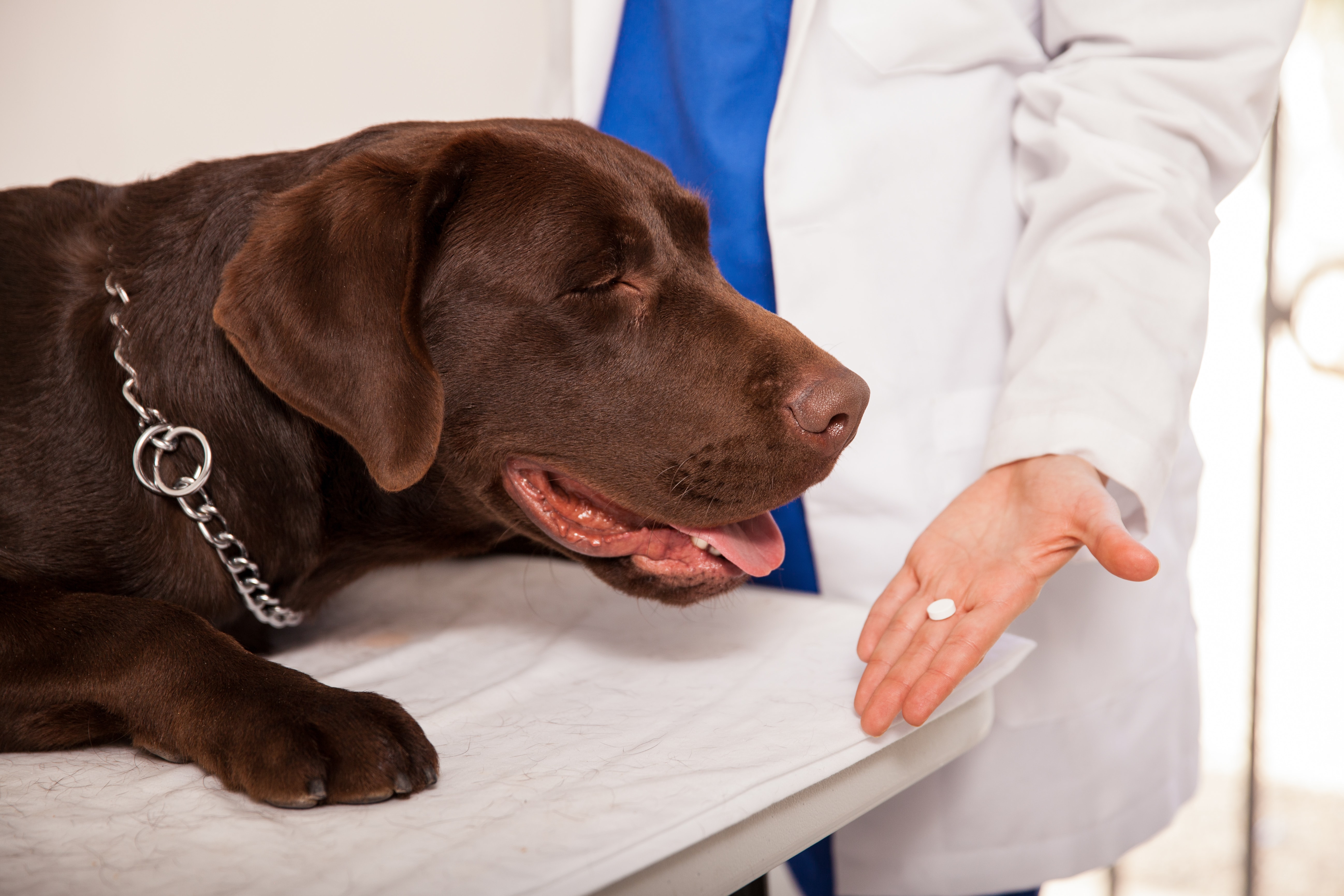 Как дать лекарство собаке