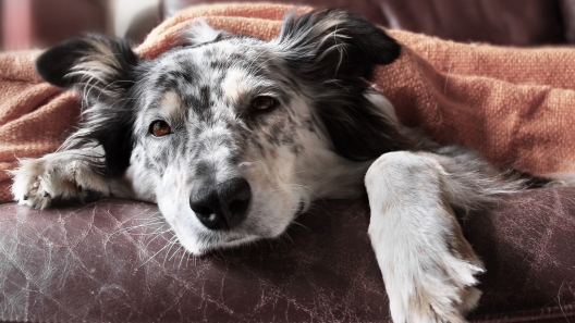10 Symptoms You Should Never Ignore in Your Dog