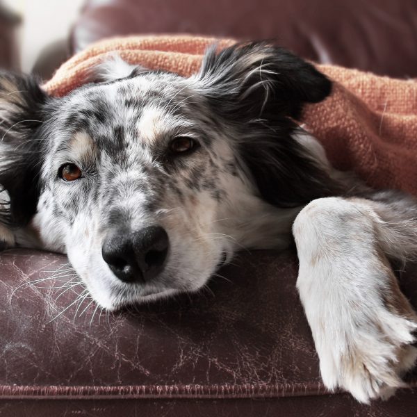 border collie lying under a blanket