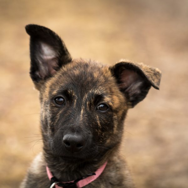 dutch shepherd mix