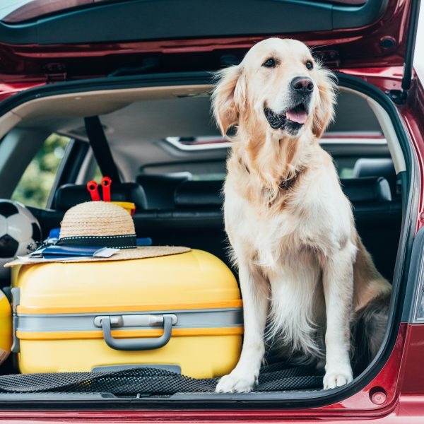 golden retriever sitting in an open suv trunk next to luggage