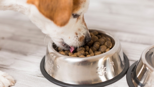How to Choose the Right Dog Food Bowl