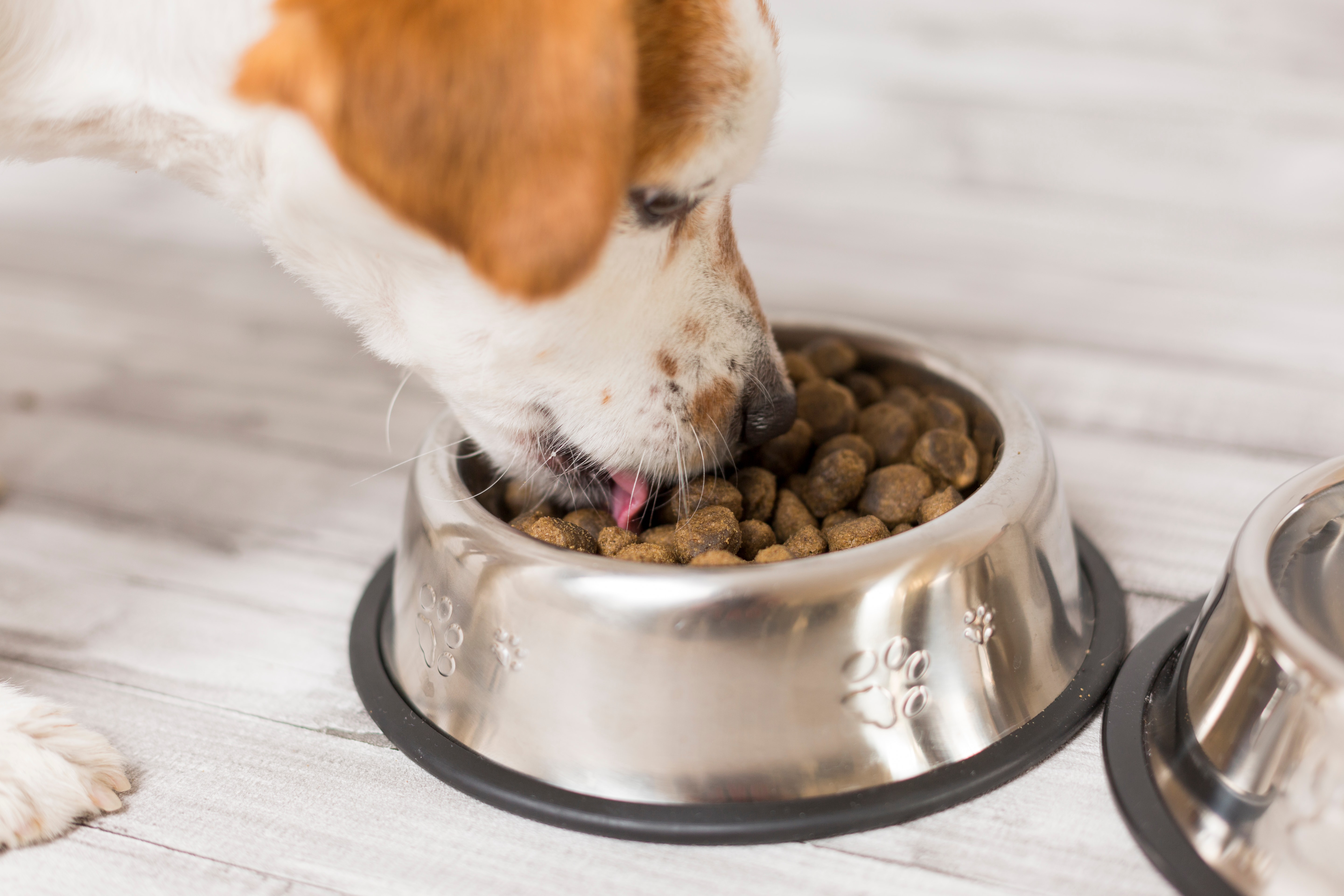 How To Choose The Right Dog Food Bowl Greenfield Puppies