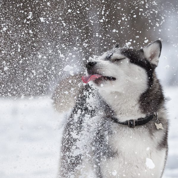 siberian husky playing in the snow