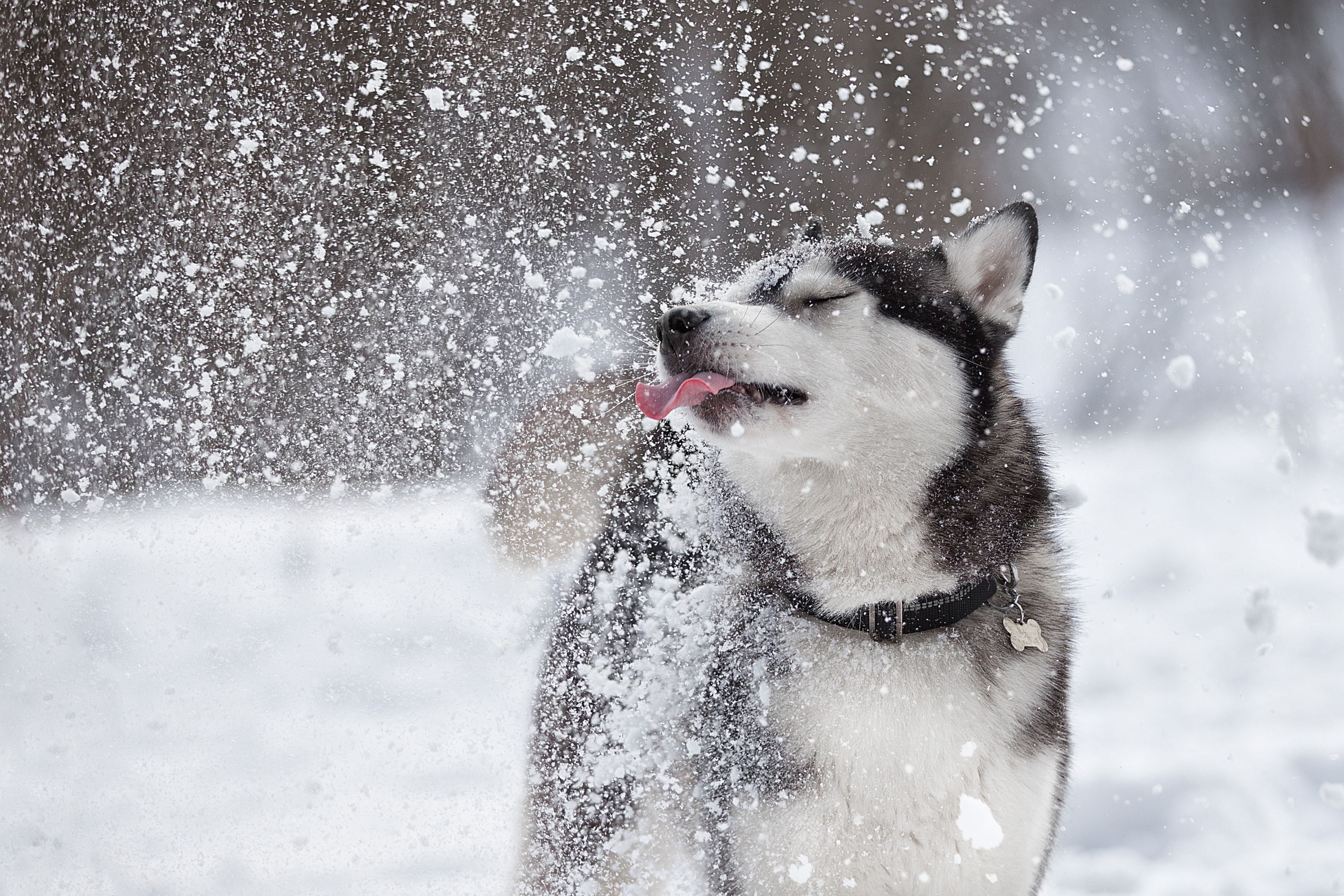 Просто будь снежным. Собака в снегу. Собака радуется снегу. Хаски зимой. Хаски в снегу.