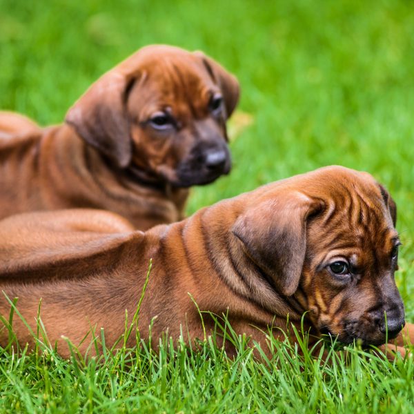 two rhodesian ridgeback puppies in the grass