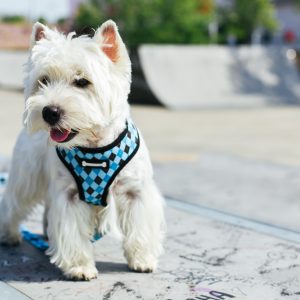 Westie harness sale