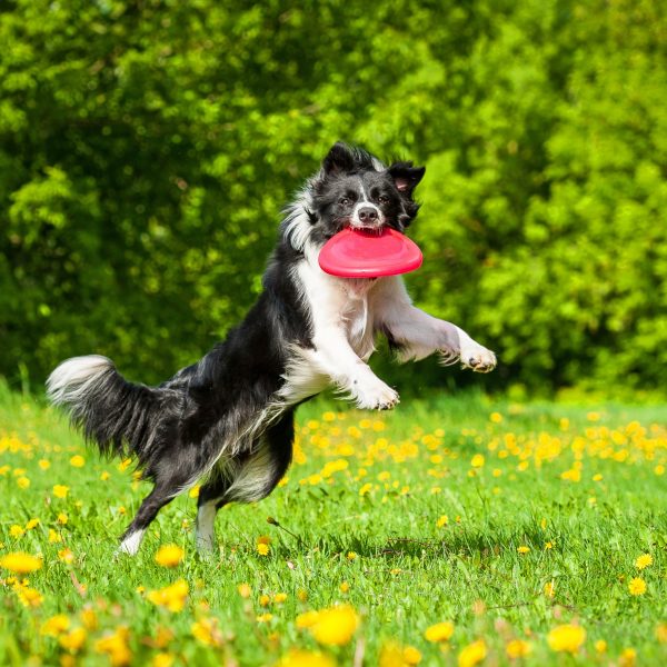 border collie catching a frisbee