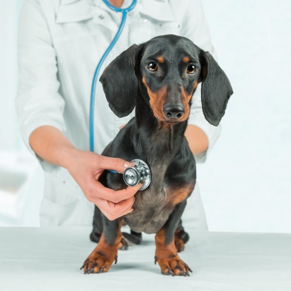 dachshund at the vet