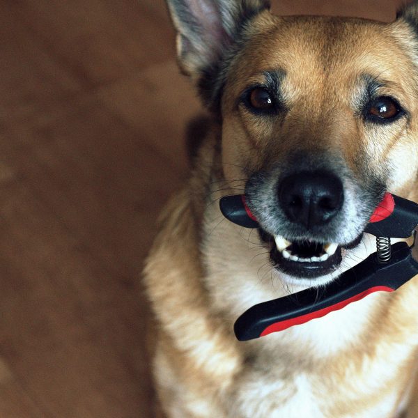 dog holding nail clippers in its mouth