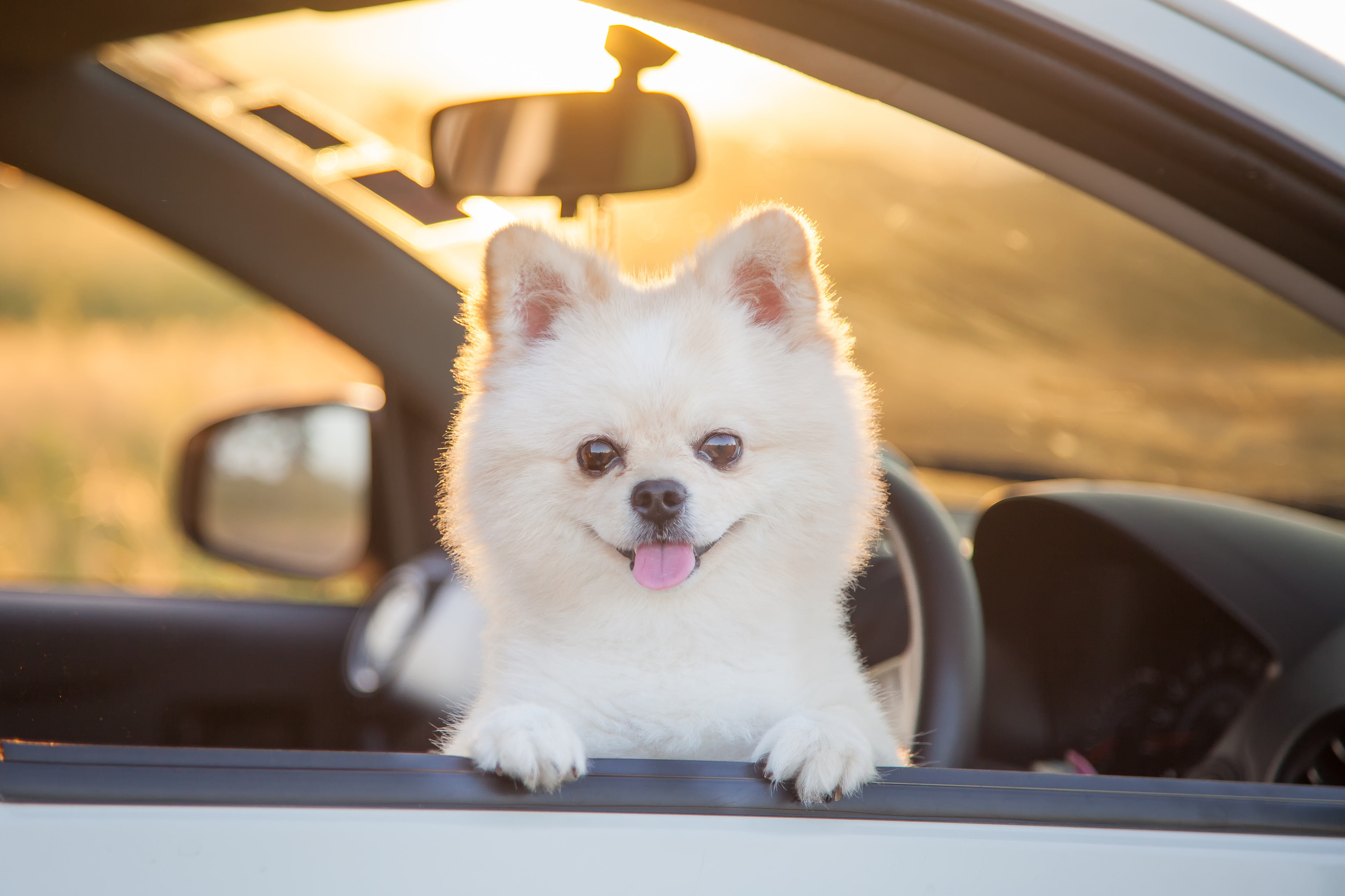 https://cdn.greenfieldpuppies.com/wp-content/uploads/2019/04/pomeranian-in-a-car.jpg