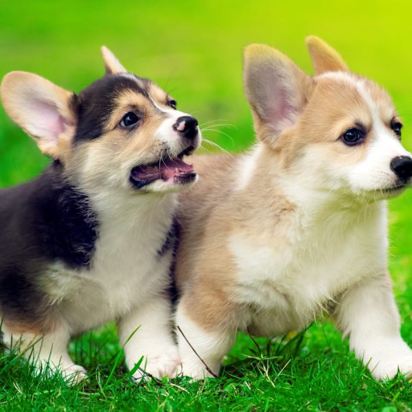 two corgi puppies running in grass