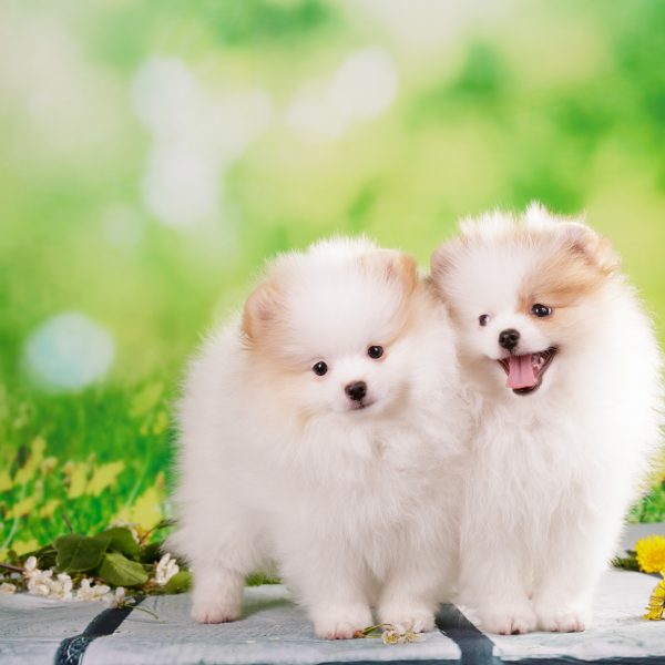 two pomeranian puppies outside