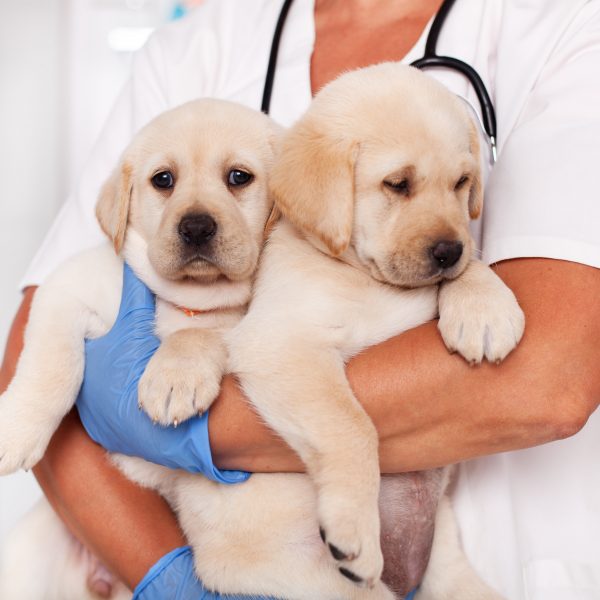 vet holding two yellow lab puppies